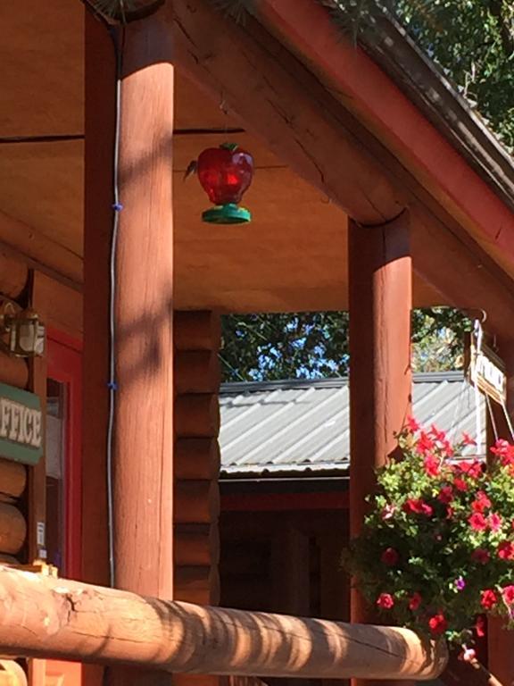 Teton Valley Cabins Driggs Esterno foto